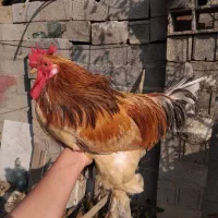 خروس|حیوانات مزرعه|فومن, |دیوار