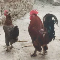 مرغ وخروس پاپر دیلگونی وجوجه خروس