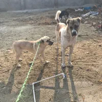 خراسانی افغانی سرابی|سگ|بروجرد, |دیوار