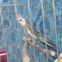 عروس هلندی جفت