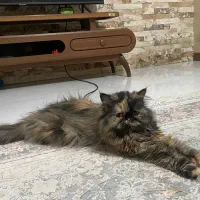 پرشین عروسکی دختر خانم