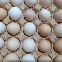 تخم مرغ محلی خوشمزه