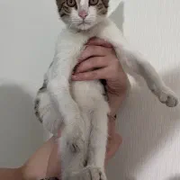 واگذاری سرپرستی گربه پسر|گربه|رشت, گلباغ نماز|دیوار