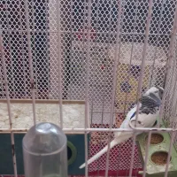 مرغ عشق نر آواز خوان|پرنده|لاهیجان, فیاض|دیوار