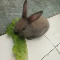 خرگوش|موش و خرگوش|اهواز, بهارستان|دیوار