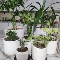 تعدادی گل و گلدان