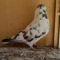 ۳تا کفتر پرشی