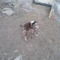 یک عدد کره نر|حیوانات مزرعه|کرمان, |دیوار