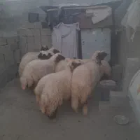 فروش ۱۰عددبره ماده سنجابی اصیل|حیوانات مزرعه|کرمانشاه, |دیوار