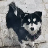 توله هاسکی سه ماهه