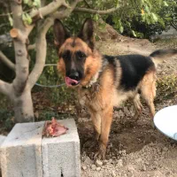 سگ ژرمن اصیل|سگ|وحیدیه, |دیوار