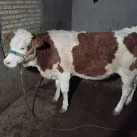 شنکل سمینتال اصل