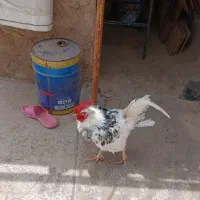 خروس