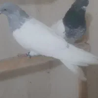 کفتر|پرنده|مرند, |دیوار