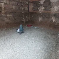 تعدادی کبوتر بومی و پلاکی بفروش می رسد