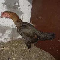 مرغ لاری افغان اصل|حیوانات مزرعه|نشتارود, |دیوار