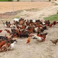 مرغ و خروس و جوجه محلی