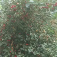 زمین مسکونی