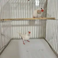 فنچ کراواتی|پرنده|شیراز, تل حسین‌آباد|دیوار