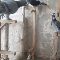 یک بمب جوانه نر