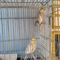 فروش عروس هلندی