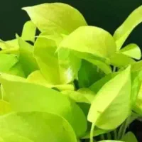 تعویض خاک و گلدان در خانه/کوددهی/خدمات گلخانه ای