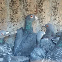 کفتر زیل و مگسی کبوتر|پرنده|بوئین زهرا, |دیوار