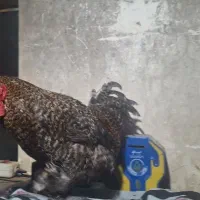۲ عدد خروس لهستانی و کوشین
