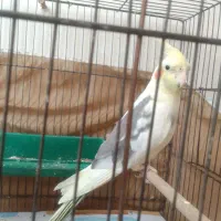 جفت عروس هلندی