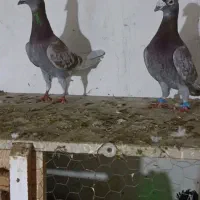 کبوتر قورگی