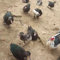 اردک اسرائیلی|حیوانات مزرعه|احمدسرگوراب, |دیوار