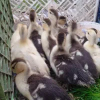 جوجه اردک خارجی|حیوانات مزرعه|قائمشهر, |دیوار