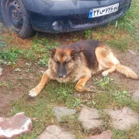 سگ ژرمن|حیوانات|رشت, حومه رشت|دیوار