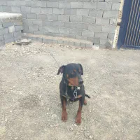 سگ روت وایلر ... جاده کاهو