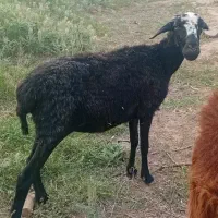 گوسفند