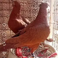 سرخ کرمانی کاکل|پرنده|تربتحیدریه, بی بی حسنیه|دیوار