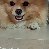 گمشده سگ پامرین