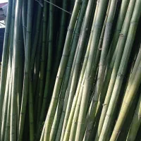 بامبو با کیفیت|صنایع دستی و سایر لوازم تزئینی|پیربازار, |دیوار