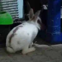 خرگوش لپ نر|موش و خرگوش|مشهد, نظام دوست|دیوار