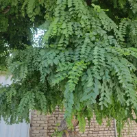 فروش-باغ-در-سرچشمه-دیباج