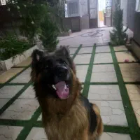 سگ ژرمن گمشده