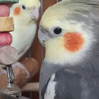 عروس هلندی جفت ، بالغ و اماده