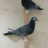 زاغ آلمانی قلدور نرپولکی نر جوجه پرشی ۳تاش ۱تومن|پرنده|مشهد, نیروی هوایی|دیوار