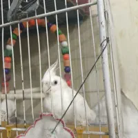 ۲ جفت عروس هلندی سر حال و مولد در حال تخم گذاری|پرنده|مشهد, جاهد شهر|دیوار