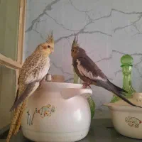 عروس هلندی|پرنده|تهران, شهید اسدی|دیوار