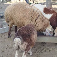 قوچ شیشک چهار دندان|حیوانات مزرعه|گرمی, |دیوار