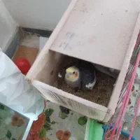 عروس هلندی|پرنده|رضوانشهر, |دیوار