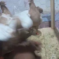 سینه زرد پاک و هوایی