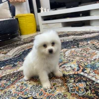 پامرین شیتزو|سگ|شهریار, شهریار|دیوار