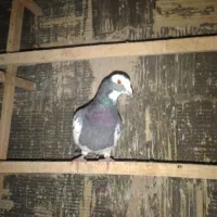 سلام کبوتر پرشی و یاهو|پرنده|قم, مسجد امام حسن|دیوار